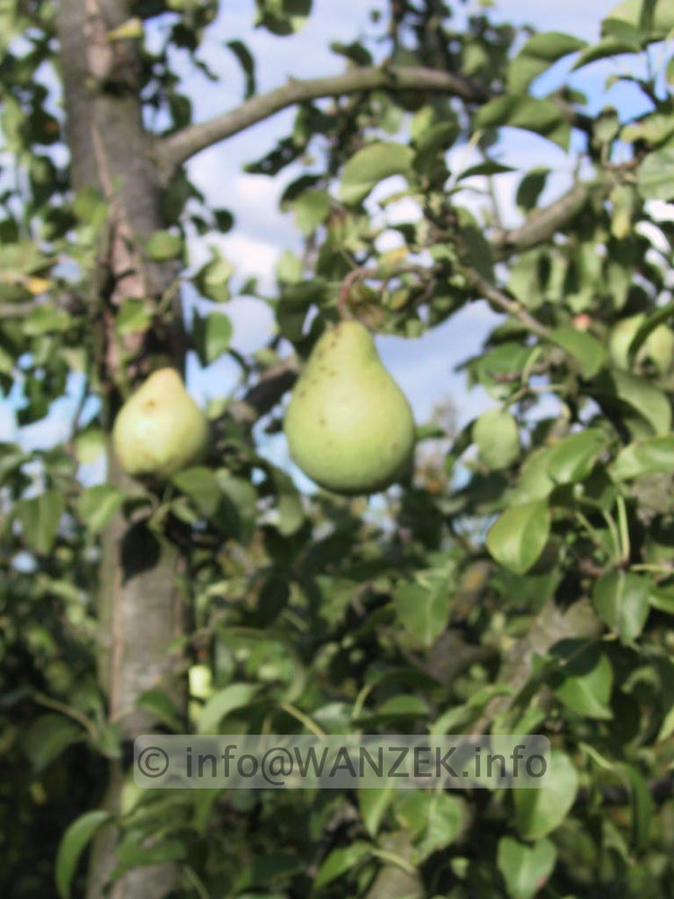 Birne Graefin von Paris.jpg